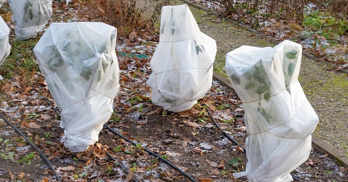 Как защитить ягодные кусты и розы от зимних морозов: практические советы для вашего сада