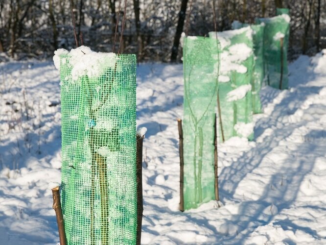 Защита плодовых деревьев от грызунов и зимующих вредителей: как сохранить сад зимой 