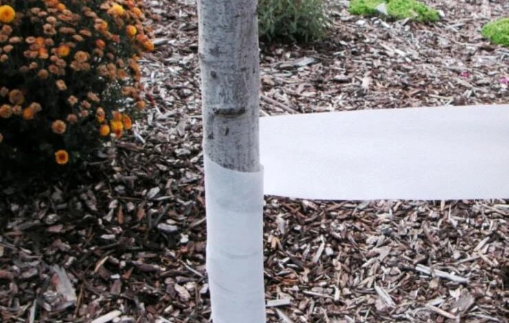 Защита плодовых деревьев от грызунов и зимующих вредителей: как сохранить сад зимой 