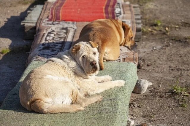    Должна ли полиция отстреливать агрессивных собак?