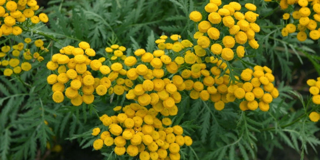 Желтое сокровище природы - интересные факты о пижме