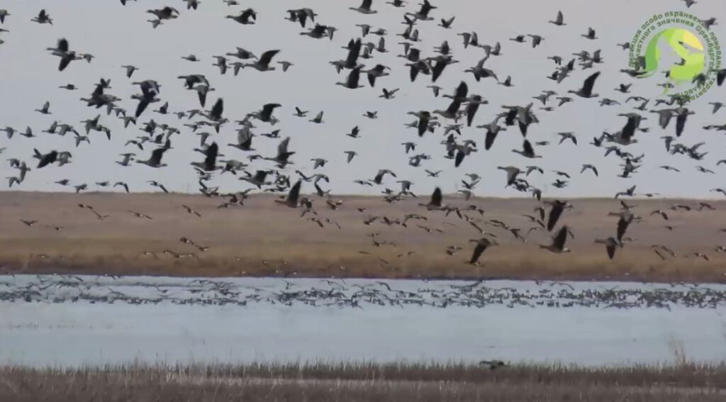    Птицы улетают из Оренбуржья на Юг. Фото: стопкадр с видео, Дирекция особо охраняемых природных территорий областного значения