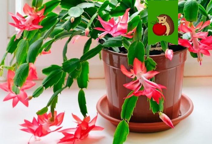 Что сделать сейчас, чтобы декабрист зацвел к зиме