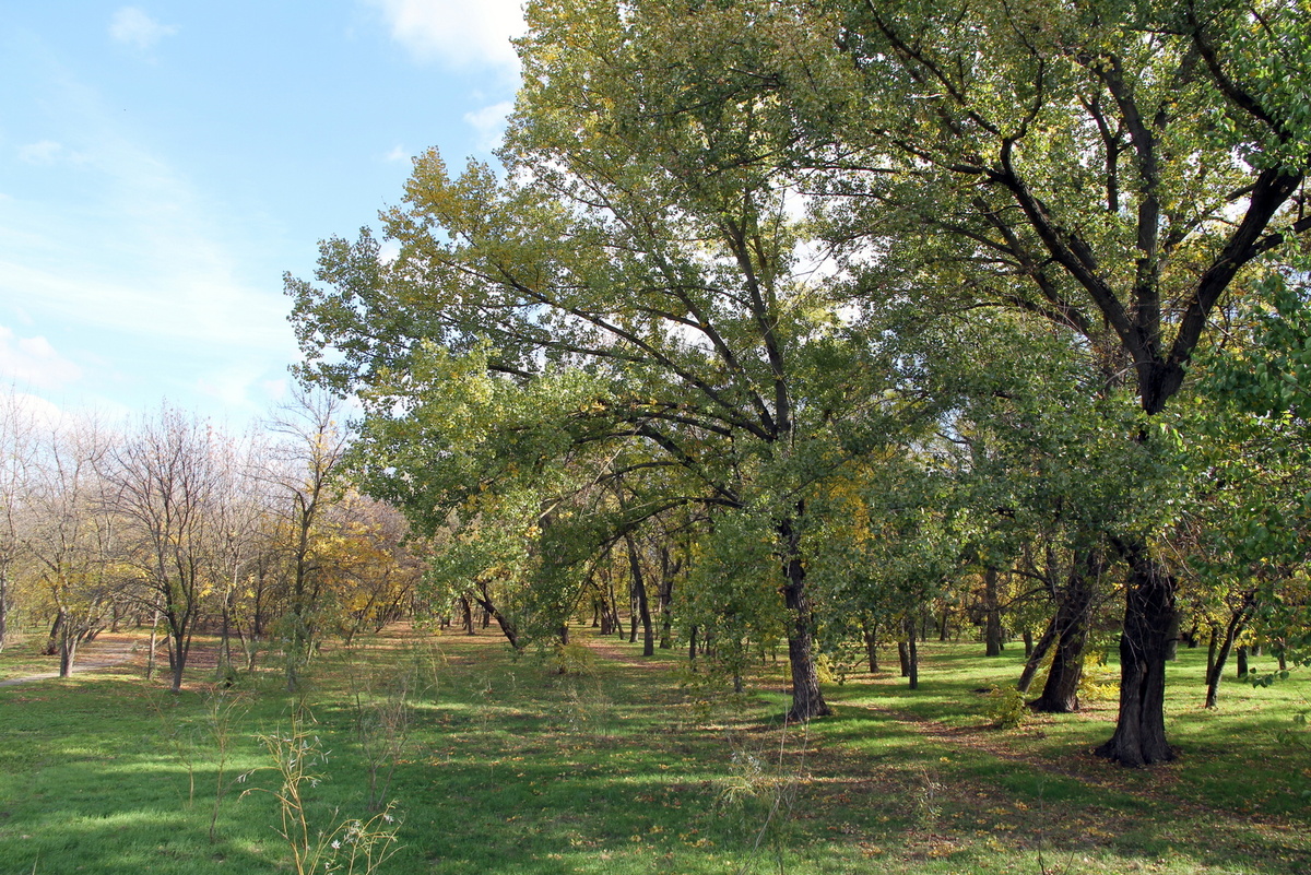 Ростовчане сообщали, что видели в роще рабочих, которые бурили землю