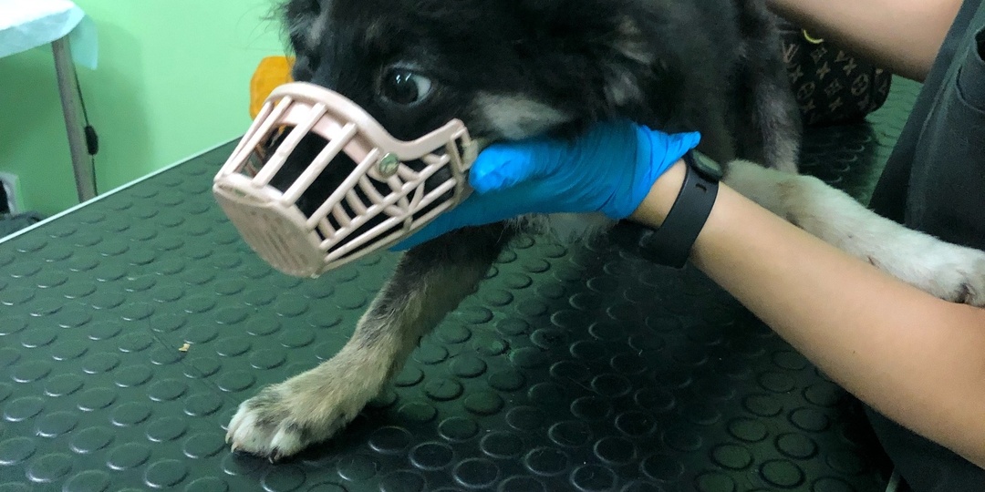 Маленький щенок с опухолью на животике просит нашей помощи