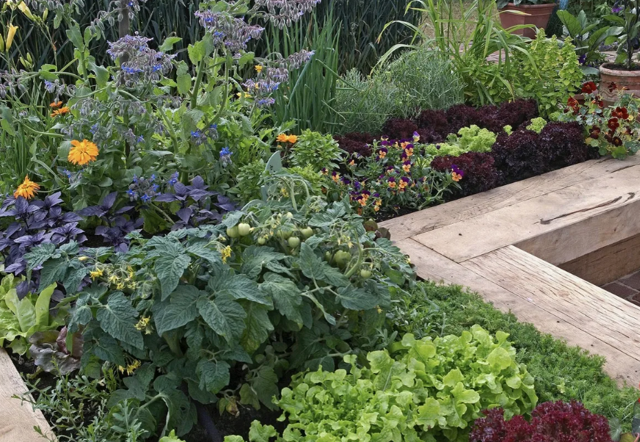 Сажайте томаты-гномы в цветочные грядки - так вы сэкономите место, а красота не убудет!