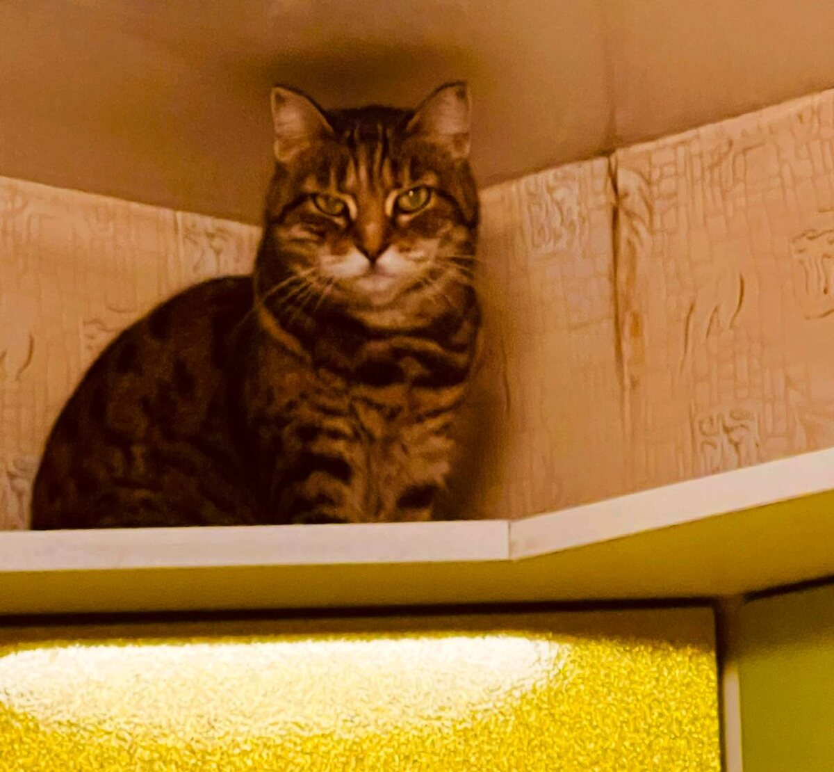 Наша кошка с умным видом наблюдает❤