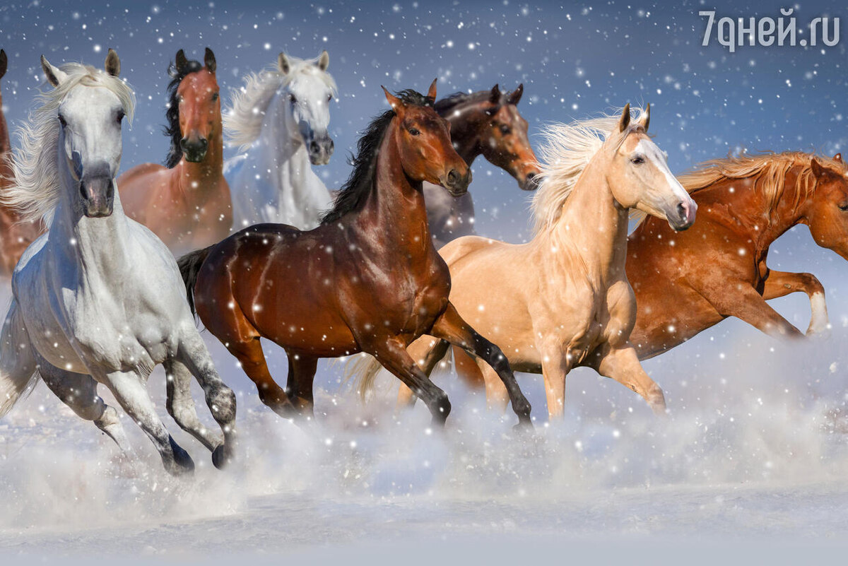    К чему снятся лошади 123RF/legion-media.ru