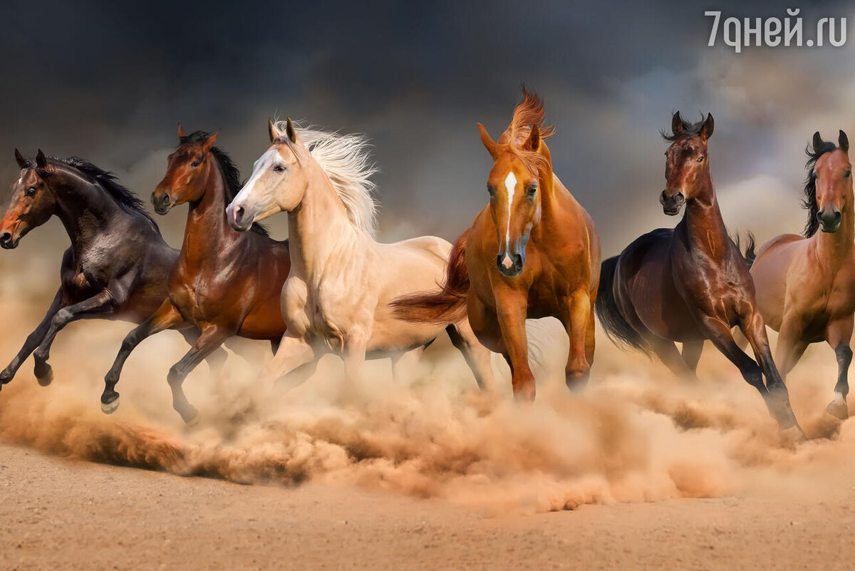    К чему снятся лошади 123RF/legion-media.ru