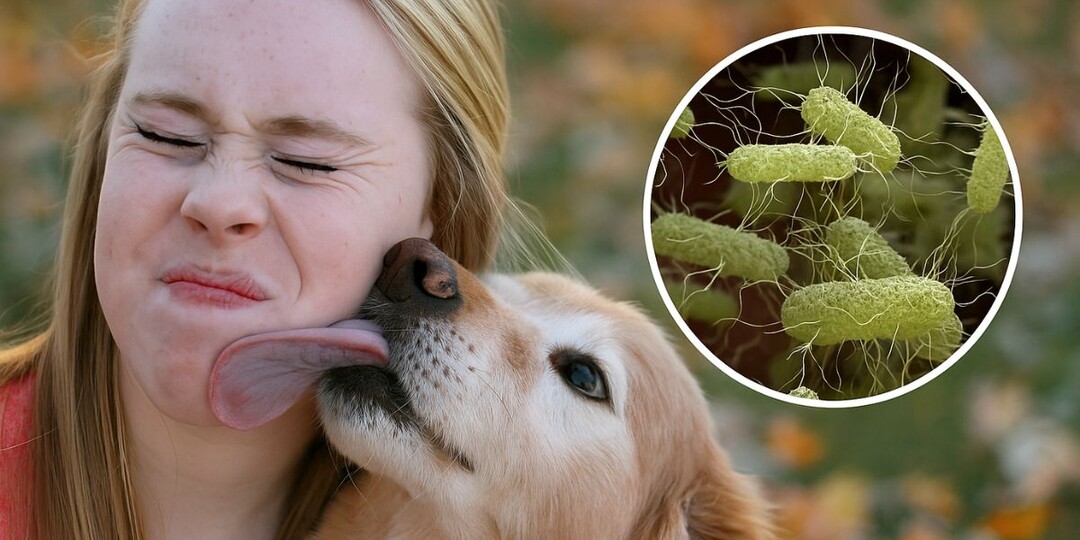 Чем можно заразиться от собаки: не все болезни передаются укусом — вот список