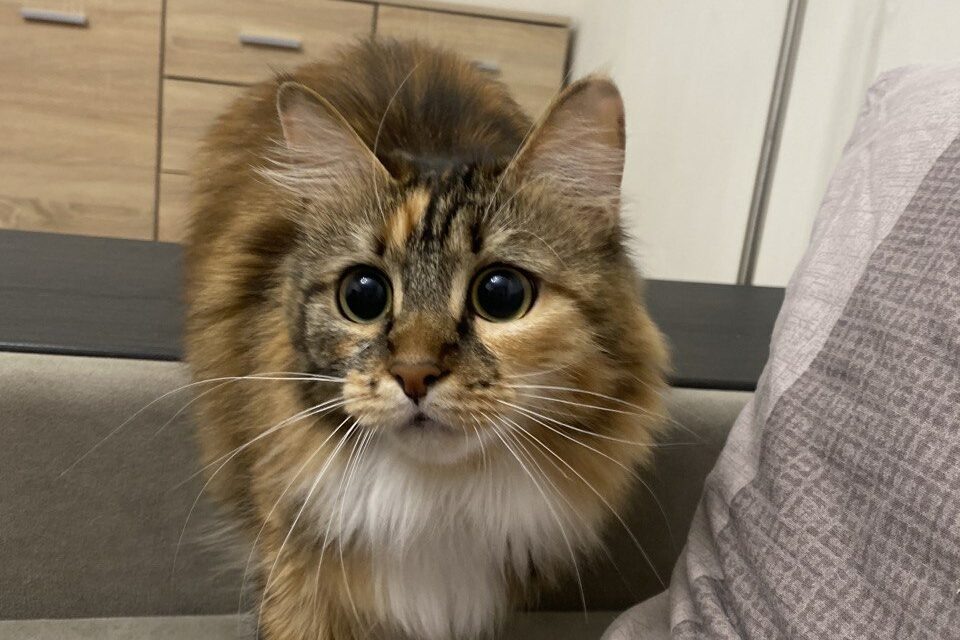    Фото: smolnarod.ru