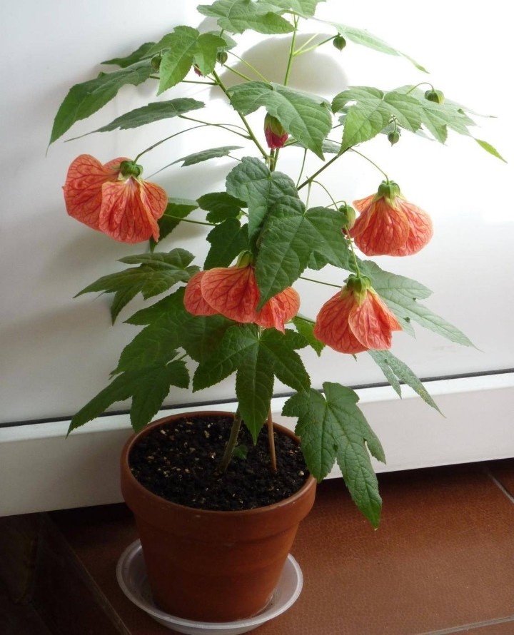 Абутилон полосатый