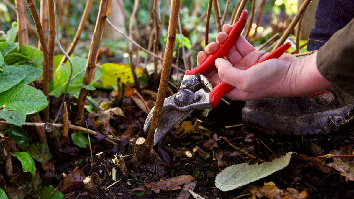 Осенняя обрезка деревьев и кустарников
