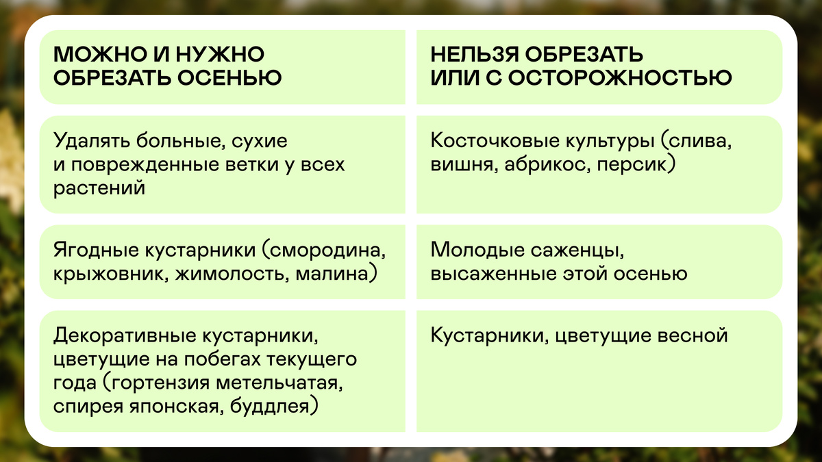 Осенняя обрезка деревьев и кустарников