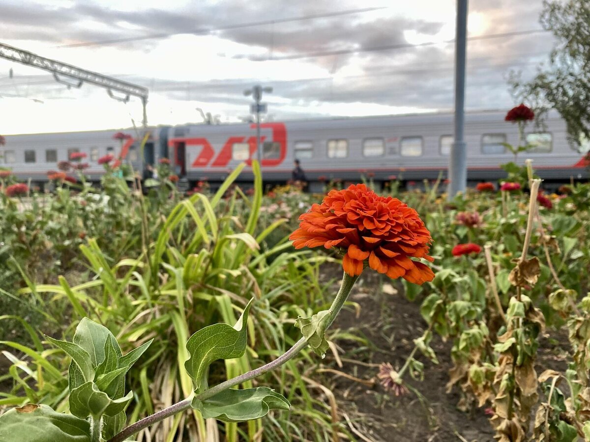 Больше я на поезде не поеду! По крайней мере - в плацкарте точно!