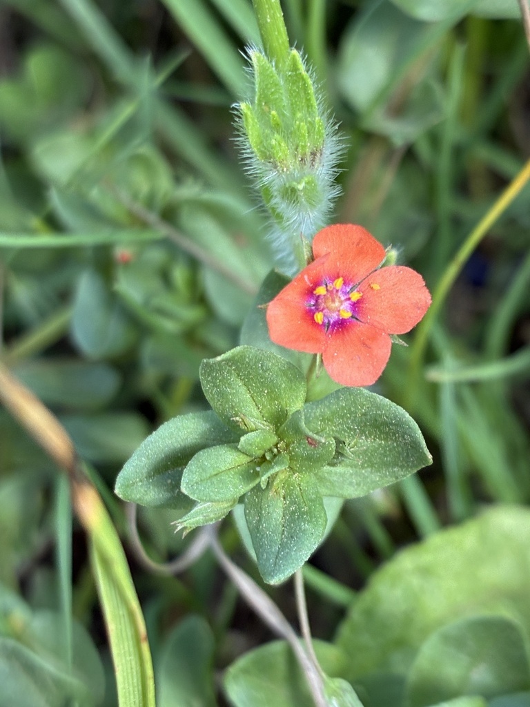 Очный цвет полевой закрывается перед дождём. Такой же механизм есть и у некоторых других цветов и нужен для защиты репродуктивных органов растения. Источник изображения: https://www.inaturalist.org/observations/322688090.