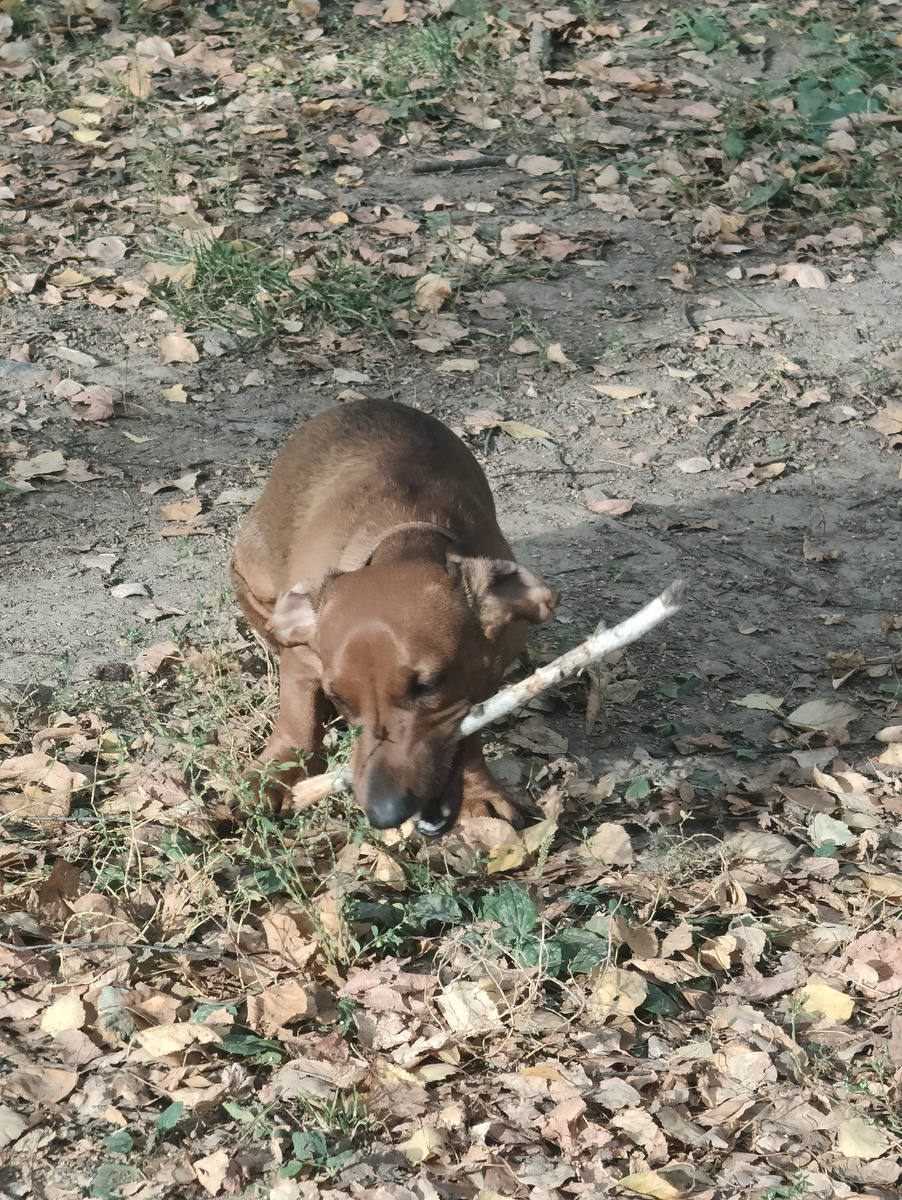 Такса Алиса любит играть с палками