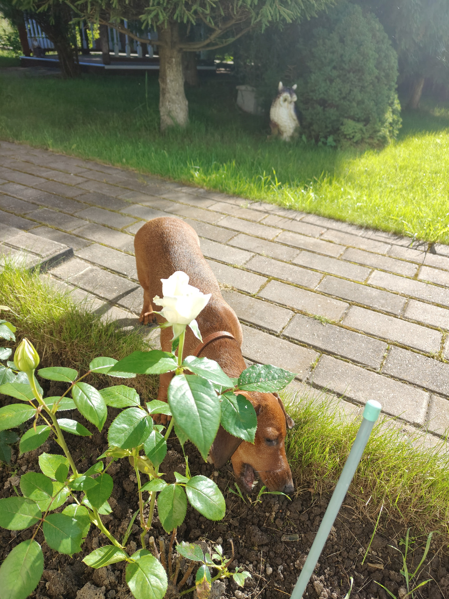 Я активно помогала маме наводить порядок в розарии