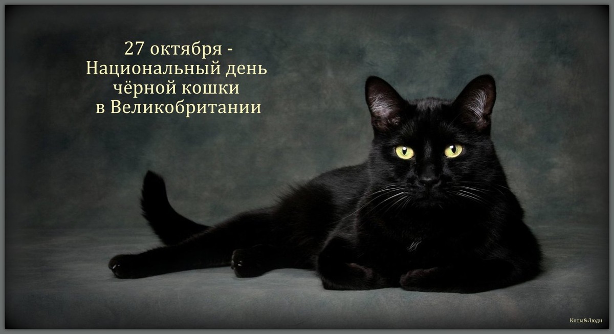 Коллаж автора. Использовано фото: https://www.letribunaldunet.fr/animaux/superstitions-chat-noir-origine.html