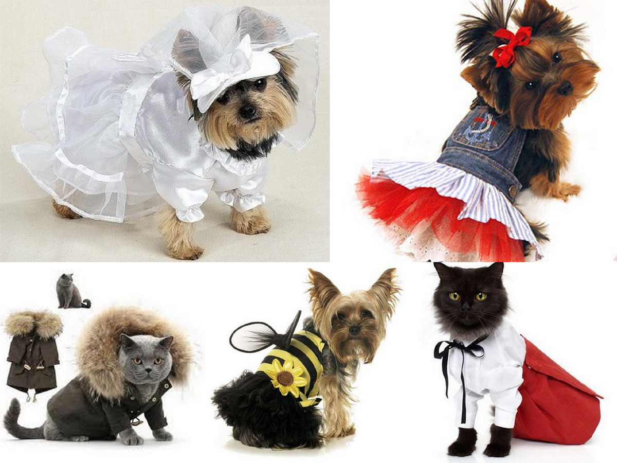 Фотография из интернета