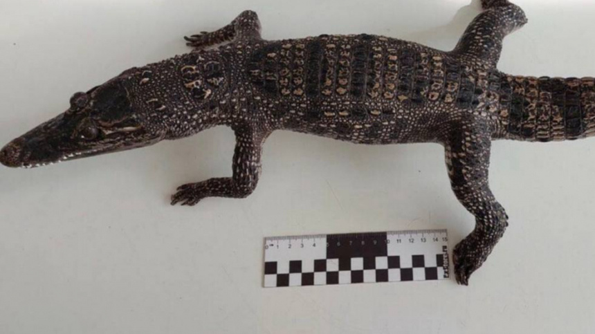    Фото: Telegram/ФТС России | ProТаможню/customs_rf