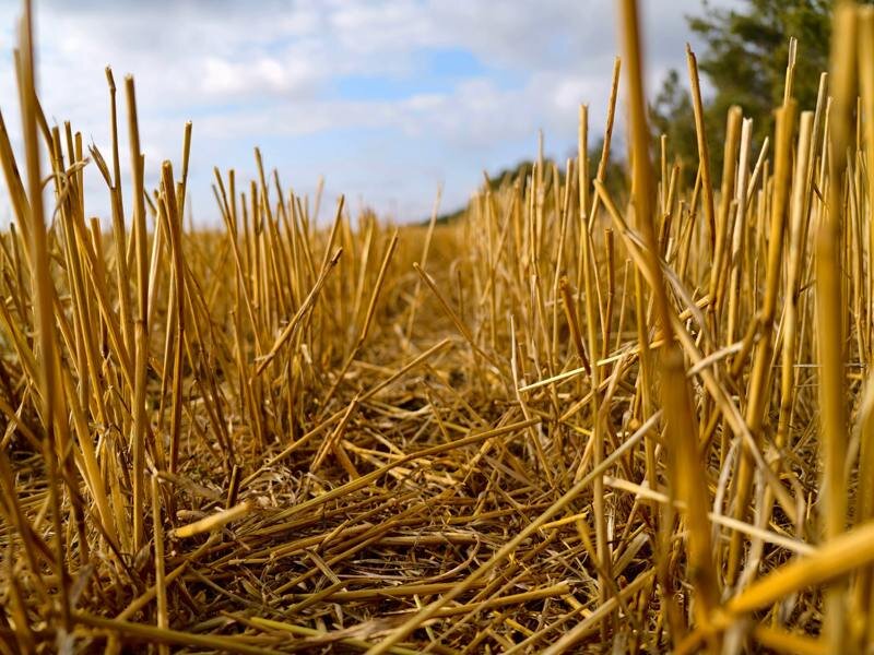 Если присмотреться - то свежескошенное поле выглядит вполне фотогенично (фото не мое, фото Примуса)