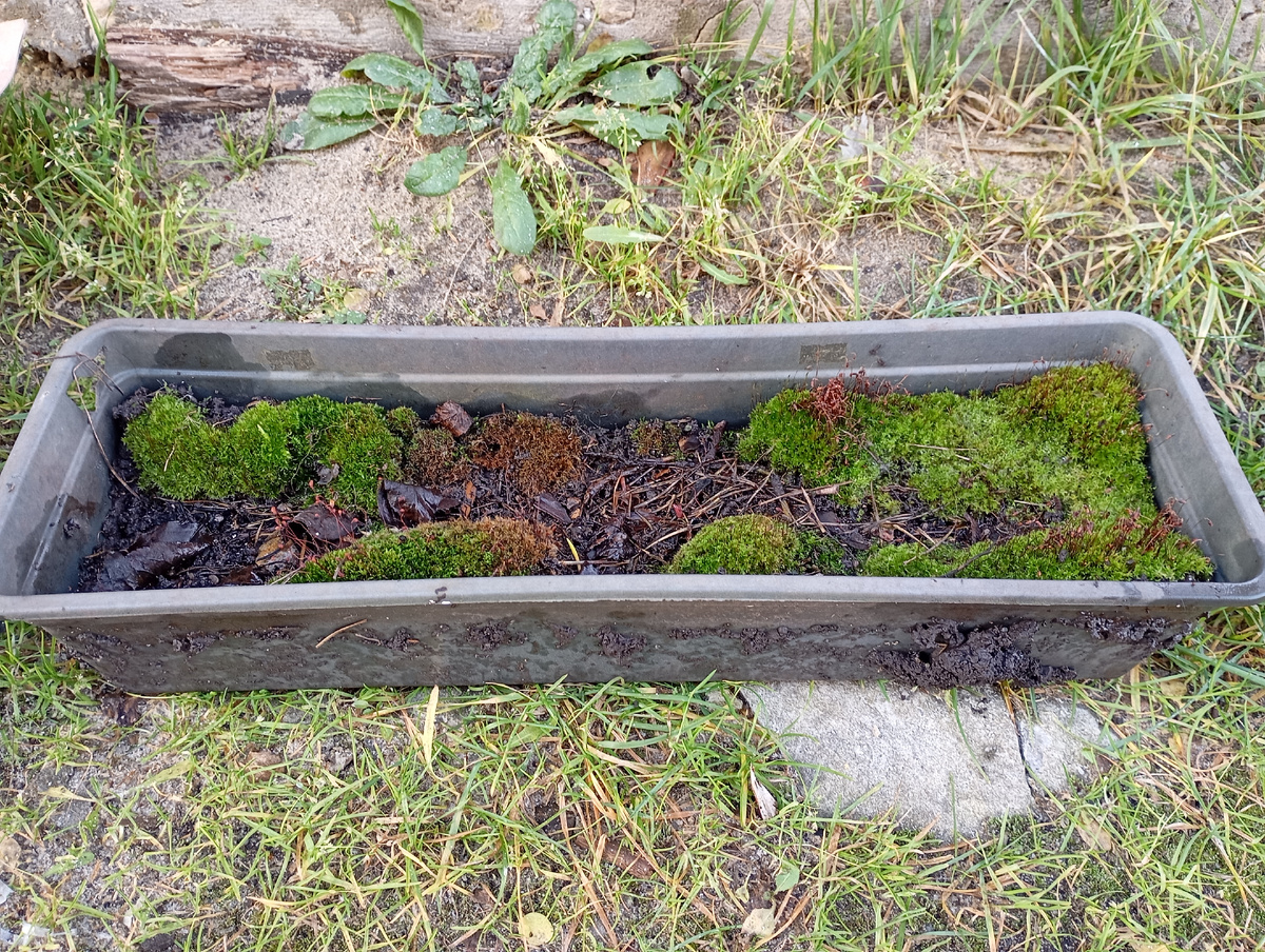 Поддон с сеяцами