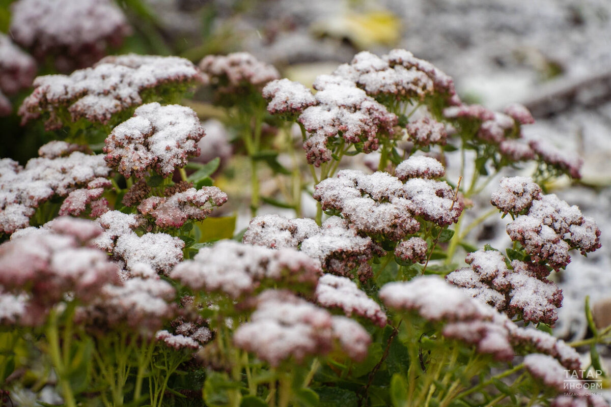 Фото: © Владимир Васильев / «Татар-информ»