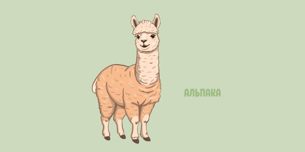 Альпака (лат. Vicugna pacos)