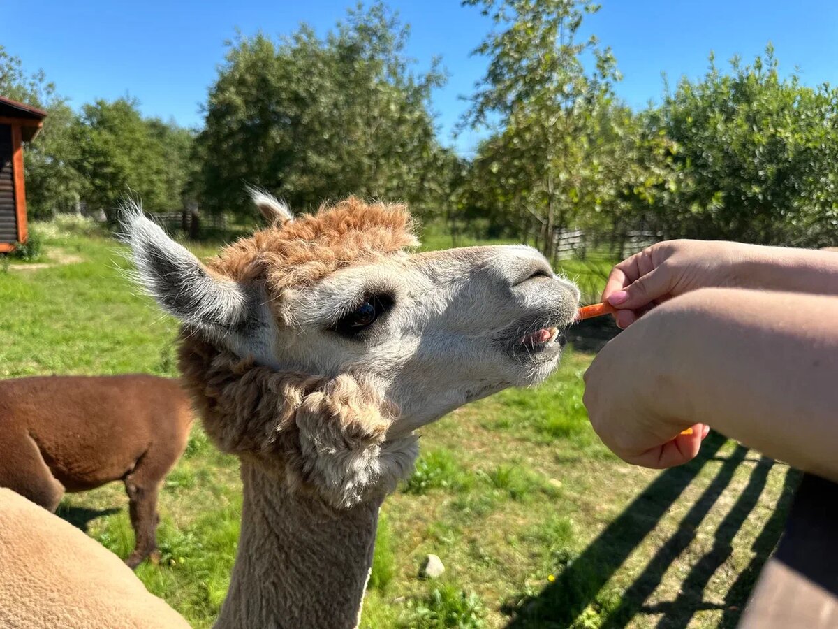 Кадры из питомника "Тишь да крышь"