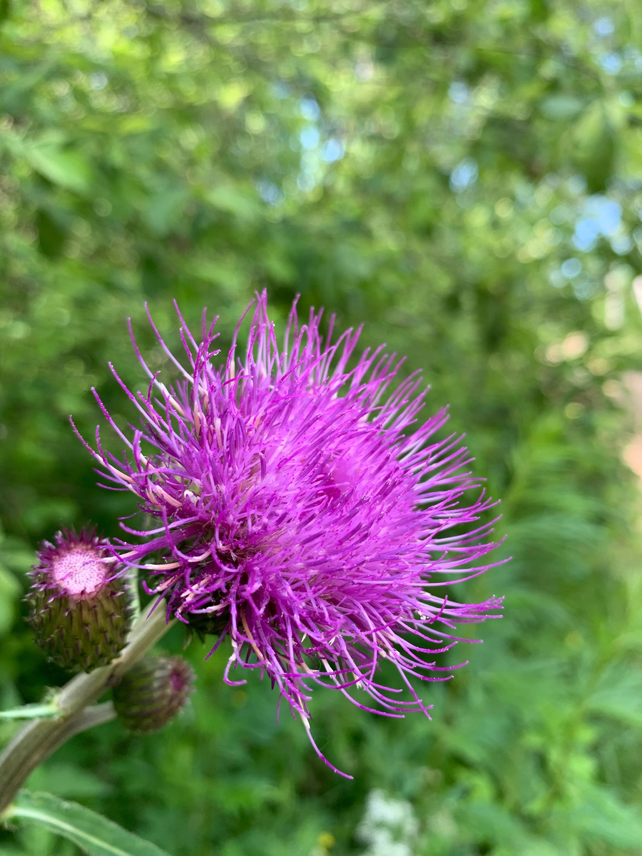 Даже самые простые растения очень красивые 