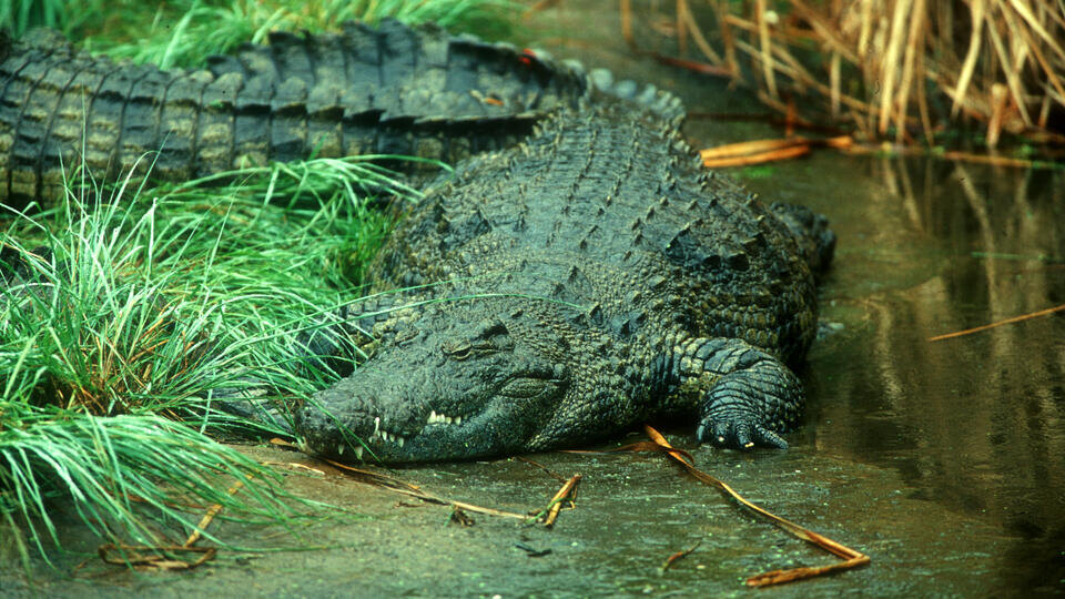     Подросток выжил после "поворота смерти" в челюстях крокодила ИЗВЕСТИЯ/Александр Вильф