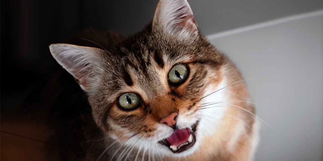 Бесхвостый