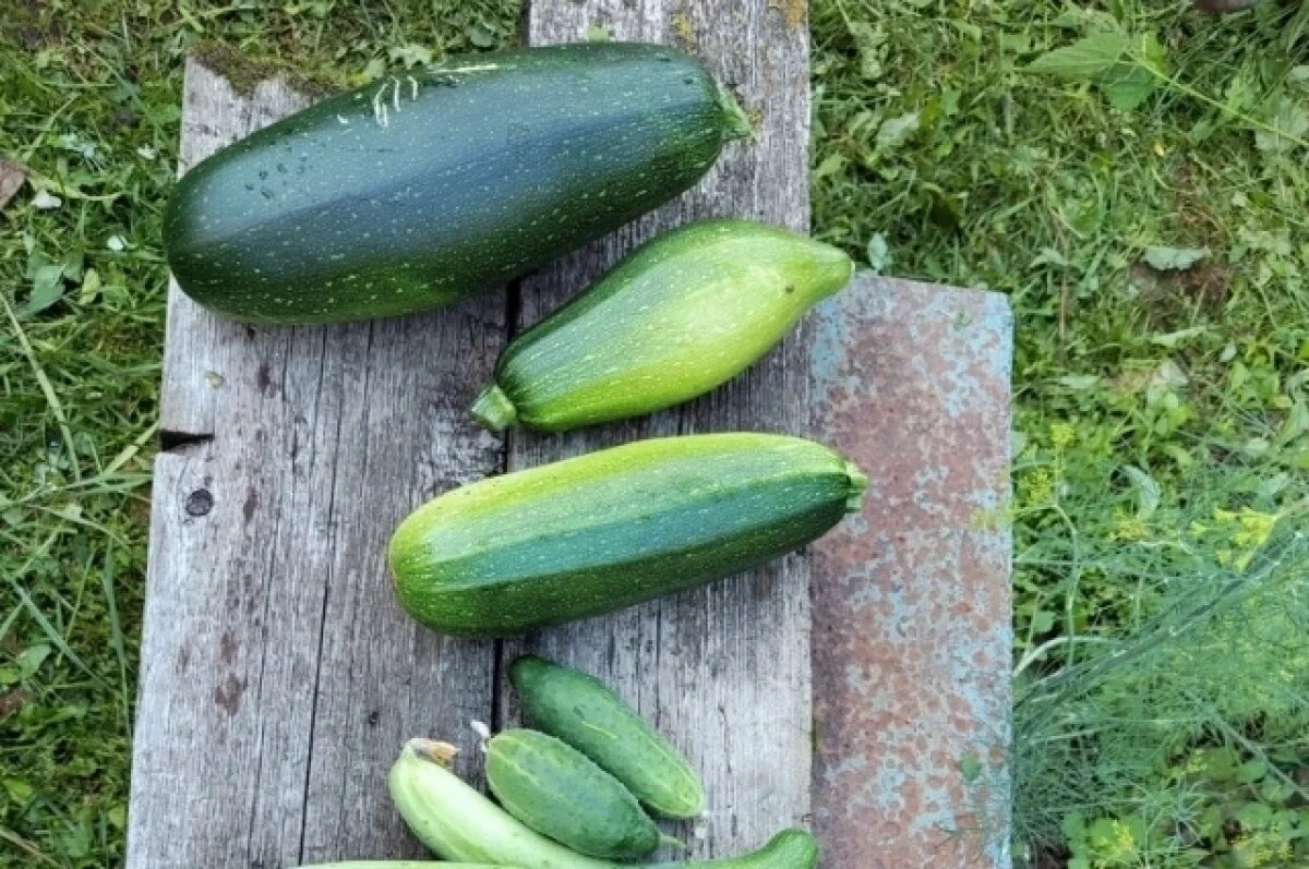    Калининградцев защитили от заражённых трипсом турецких кабачков