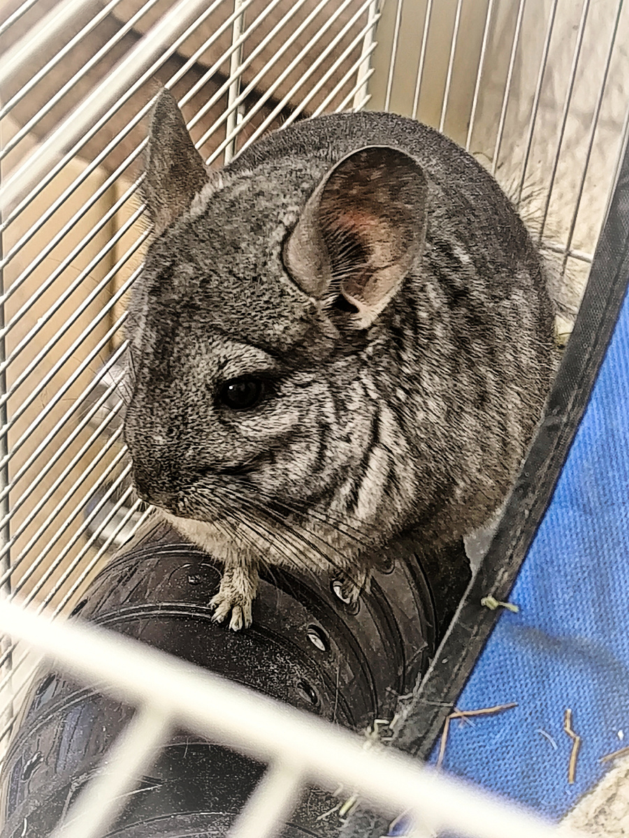 Шиншиллий сын Пепсик (© Анна, «Маяк энерджайзера»)