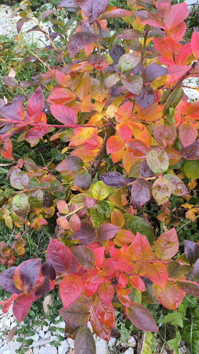 Яркий осенний костер из листьев голубики.