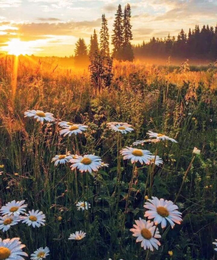 Фото с интернета.