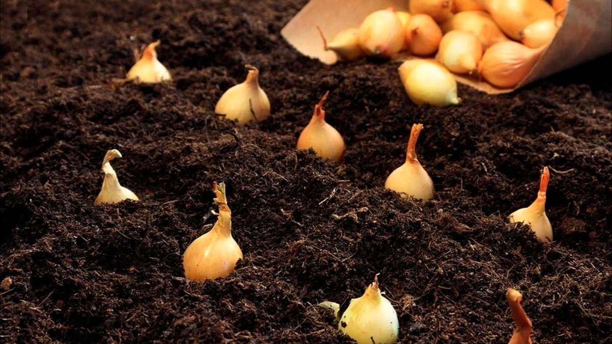 посадка озимого лука