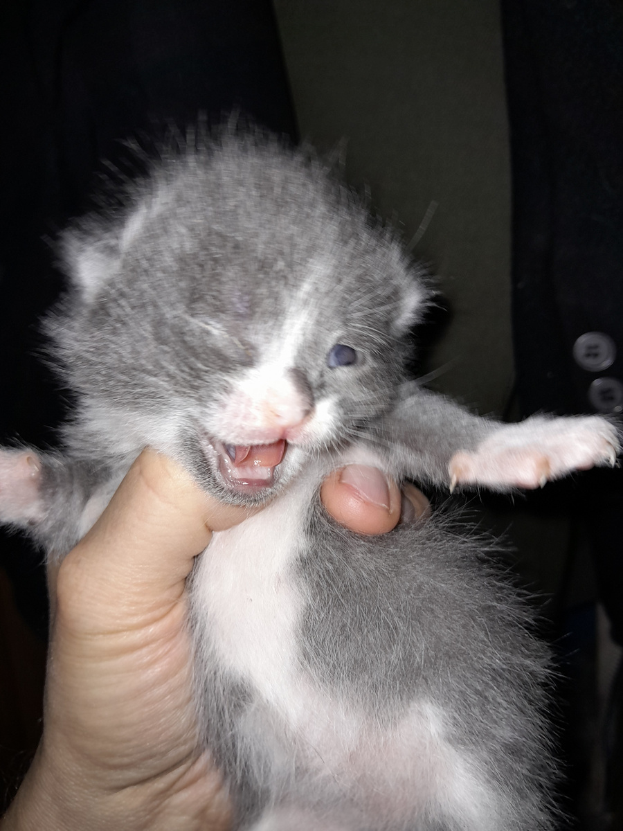 Один пиратыш.