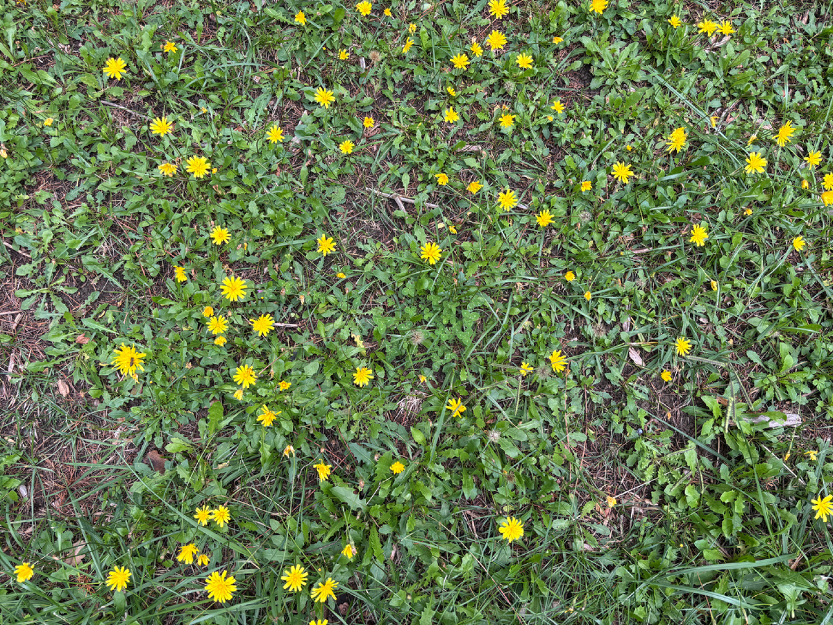 Фото автора. А в Сочи в конце октября всегда можно найти что-то цветущее 