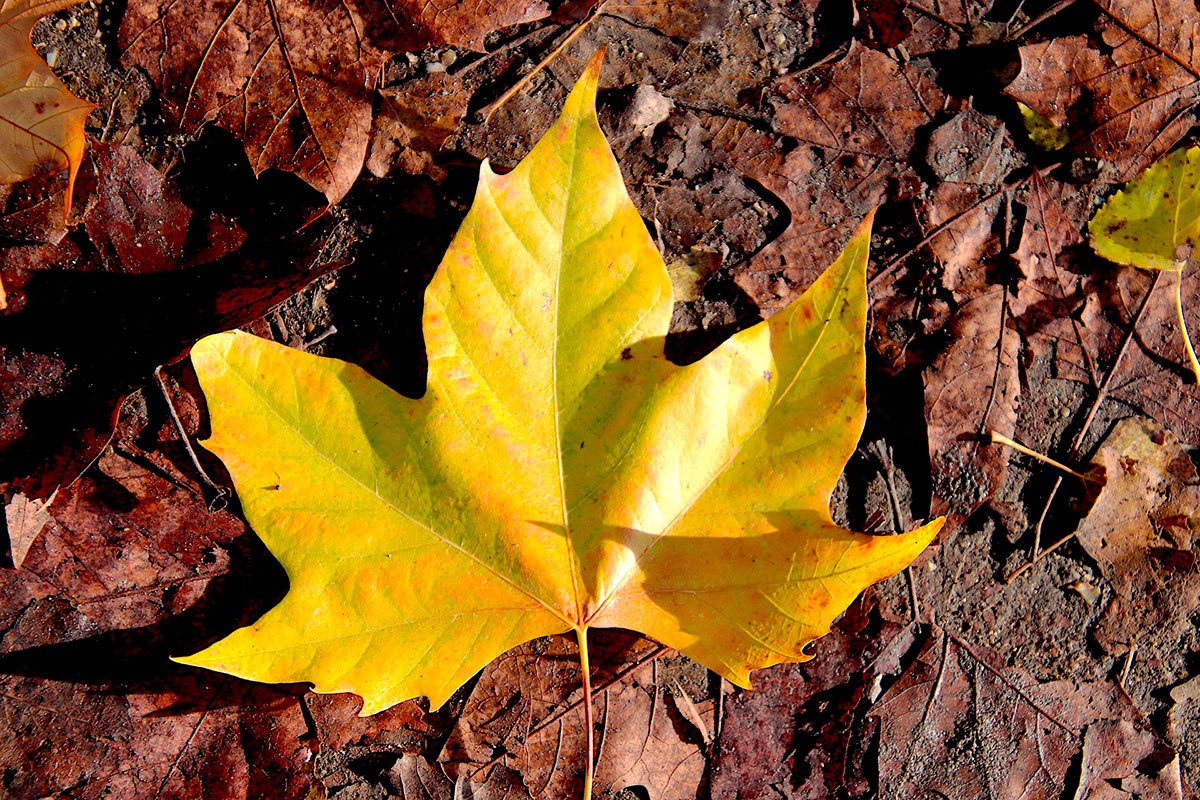    Фото: GAIMARD / Pixabay.com