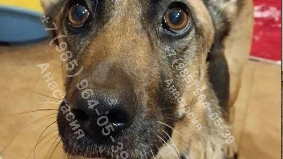 🐾 Марте нужна помощь или новый дом🏠
