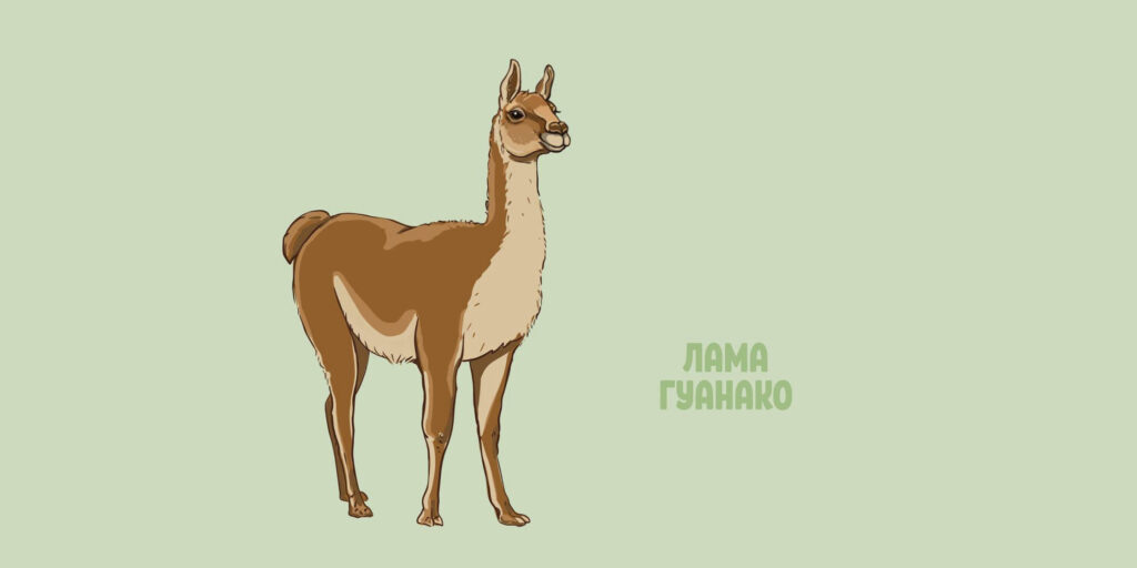 Гуанако (лат. Lama guanicoe)