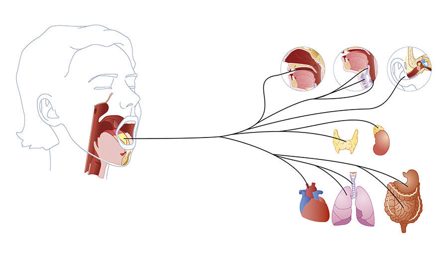 Вкус запускает цепную реакцию