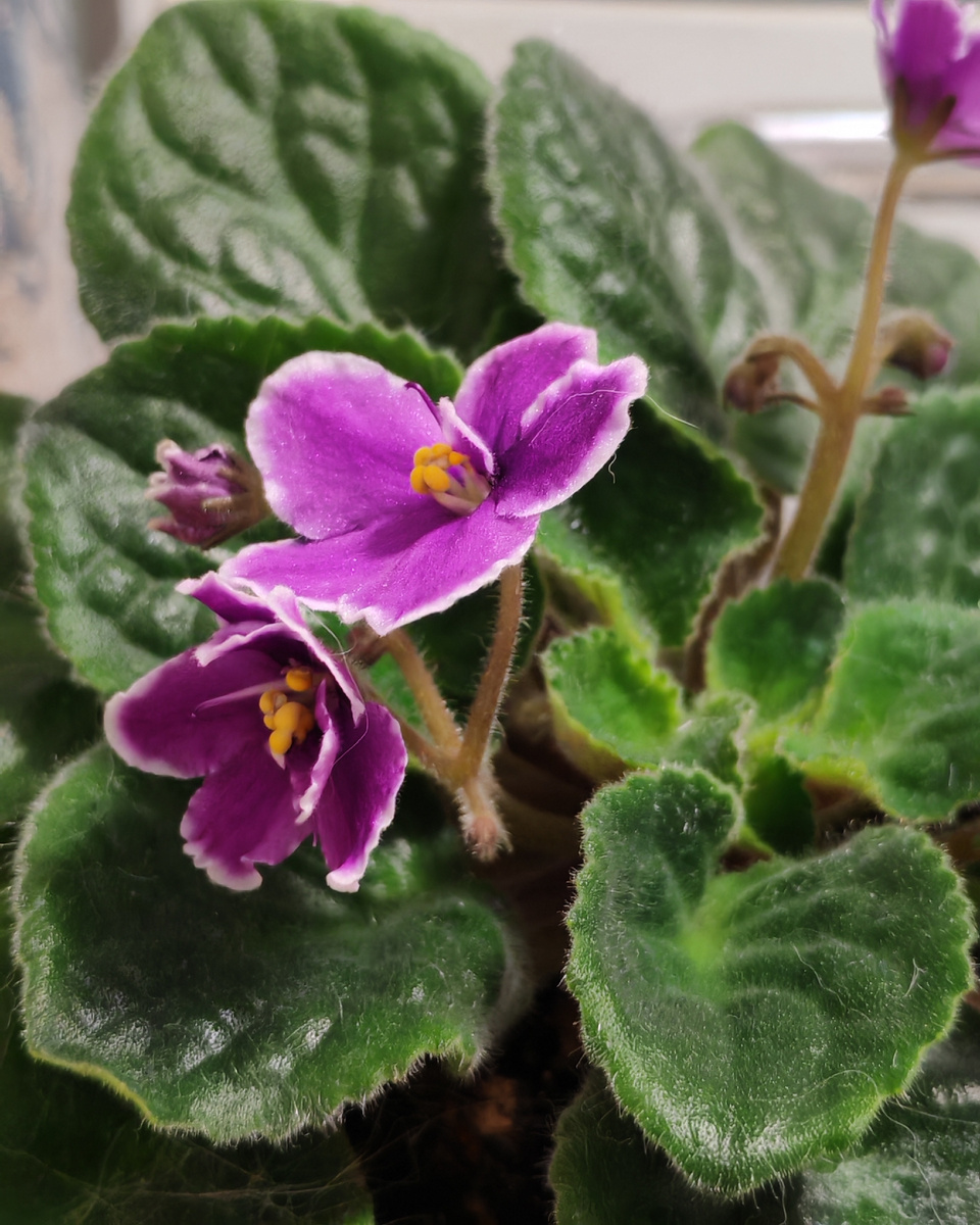 Зацвели фиалки. Эта - самая красивая. 