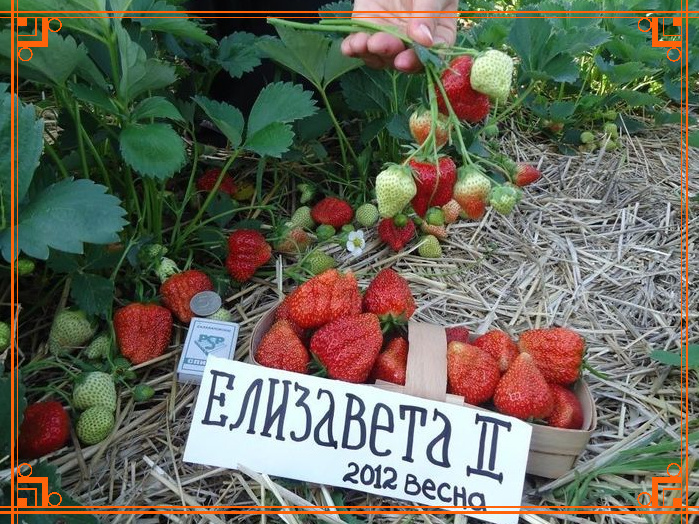 Фото из Интернета. Как выращивать клубнику «Королева Елизавета II»