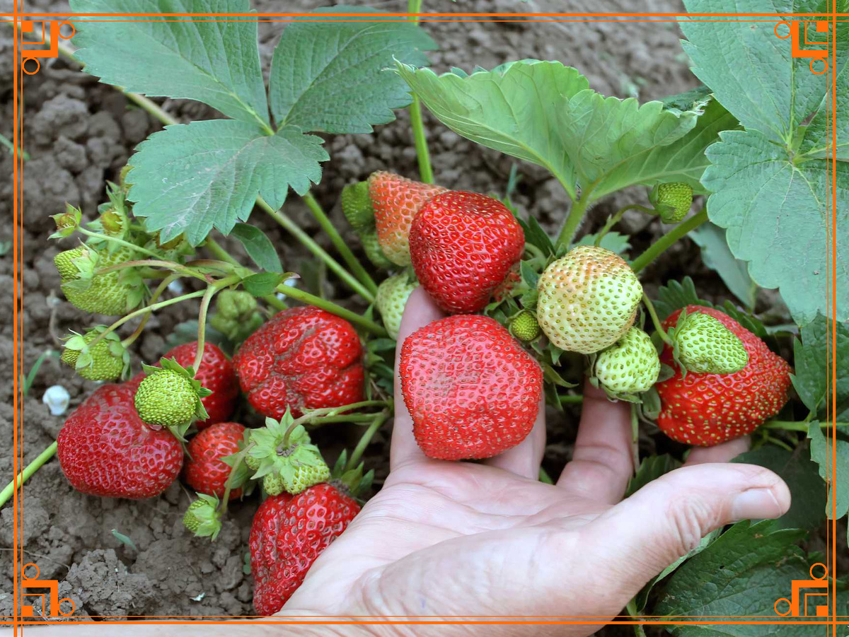 Фото из Интернета. Описание сорта клубники «Королева Елизавета II»