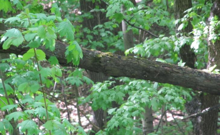    фото Курские известия