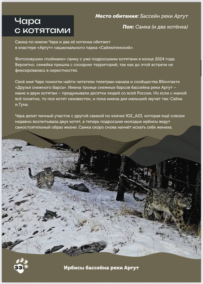 В каталоге размещены "паспорта" известных особей снежных барсов в России. (с) Софья Филатова.