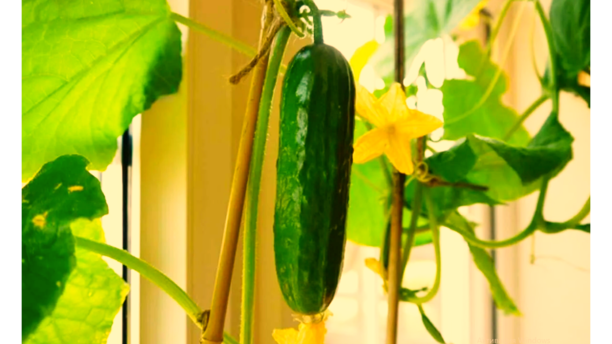 огурцы на подоконнике